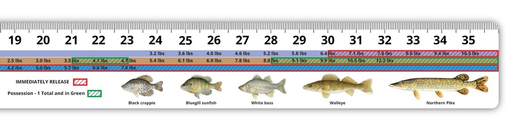 Custom length and printed fish ruler in on removable adhesive decal
